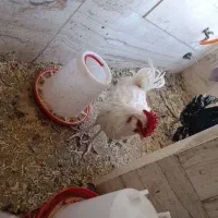 خروس گلین