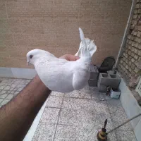 کبوتر چشم پرتقالی اصیل|پرنده|دهاقان, |دیوار