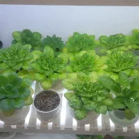 گل بنفشه آفریقایی|گل و گیاه طبیعی|کرج, شاهین‌ویلا|دیوار