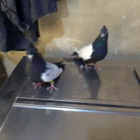 کفتر|پرنده|گلبهار, شهر جدید گلبهار|دیوار