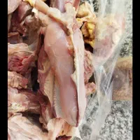 غذای سگ و گربه