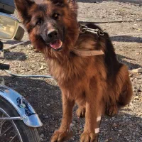 شگ گمشده به یابنده مژدگانی|حیوانات|بم, |دیوار