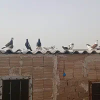 کفتر|پرنده|قم, کلهری|دیوار