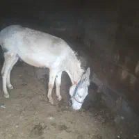 الاغ نر
