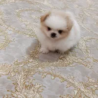 سگ پامرانین