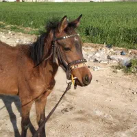 اسب|اسب و تجهیزات اسبسواری|کهریزک, |دیوار