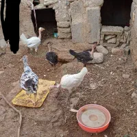 تعداد 20عدد جوجه محلی زیر مرغی