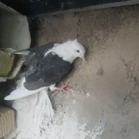 جفت دوکت یا پشتی جفت سفید اراکی با ی جوجه|پرنده|مرودشت, پشت سایپا‎|دیوار