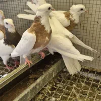 طوقی|پرنده|حبیب آباد, |دیوار
