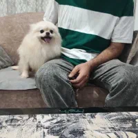 واگذاری رایگان شیتزو،پامرانین