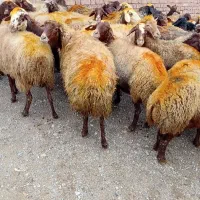 43راس گوسفندمیش با بره|حیوانات مزرعه|کلیائی, |دیوار