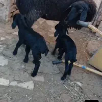 یک راس میش بردار دوقولو