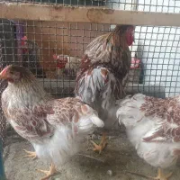 یک ست مرغ و خروس جوان و تازه کار ویاندوت آمریکایی