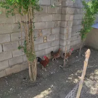 سه تامرغ وخروس سالم