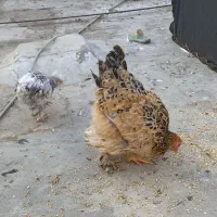 کفتر پلاکی شهرستانی مرغ برهما جوجه سلطان فنچ