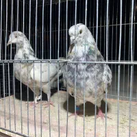 کبوتر|پرنده|قیدار, |دیوار