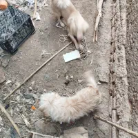 سگ پاکوتاه جهت معاوضه|سگ|بم, |دیوار