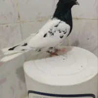 چنتاکفتر|پرنده|چناران, |دیوار