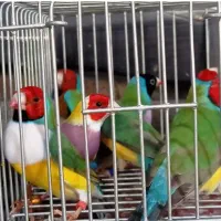 فنج گلدین|پرنده|خاش, |دیوار