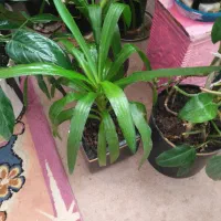 گل و گیاه طبیعی|گل و گیاه طبیعی|تهران, سلسبیل شمالی|دیوار