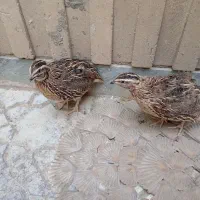یک جفت بلدرچین