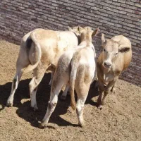 گوساله چاق شاروله