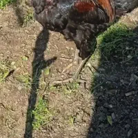 مرغ و خروس گلین،خروس گردن لخت مشکی|حیوانات مزرعه|تالش, هشتپر|دیوار