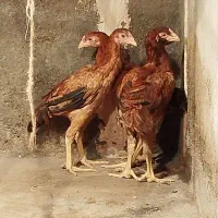 مرغ و خروس لاری