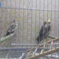 جوجه عروس هلندی