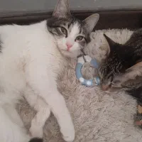 واگذاری گربه نر و ماده ....