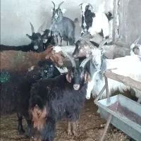 بزغاله