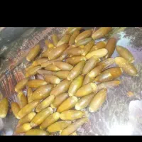 بلوط در خدمتم واسه بخصوص گاوداری ها