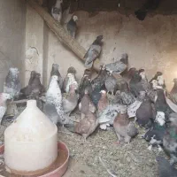 فروش کبوتر سرور|پرنده|شاهین دژ, |دیوار