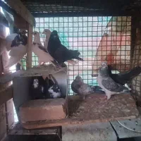 کبوتر|پرنده|سامان, |دیوار