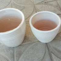 گل کلکسیونی|کلکسیون و سرگرمی|آبدانان, |دیوار