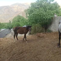 تعدادی الاغ اسب کره مادیون|حیوانات مزرعه|لواسان, |دیوار