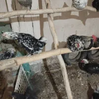 تخم مرغ گلین۲۵۰۰۰