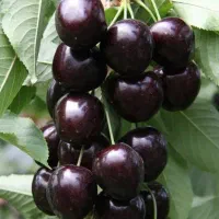 زمین باغی مازندران بهشت زیر قیمت