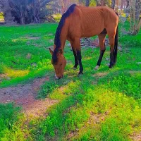 اسب نریون معاوضه با هر چیزی که بکارم بیاد
