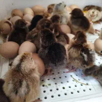 جوجه یک روزه  محلی