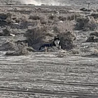 سگ هاسکی|سگ|سرولایت, |دیوار