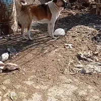 سگ گله ای دورگه|سگ|بوکان, |دیوار