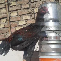 جوجه خروس لاری|حیوانات مزرعه|سلماس, |دیوار