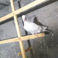 جوجه پرش سنگین