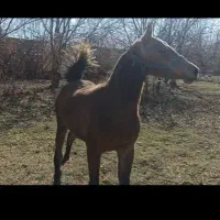 کره مادیون دوساله فروشی