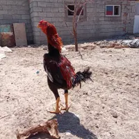 جوجه و تخم مرغ و خروس لاری