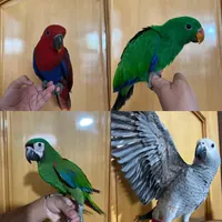 جوجه طوطی کاسکو اکلکتوس ماکائو|پرنده|اصفهان, ارداجی|دیوار
