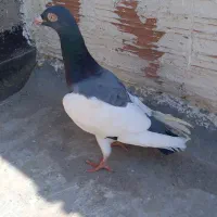 یهودی نر ناشی
