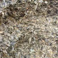 ذرت علوفه ای.