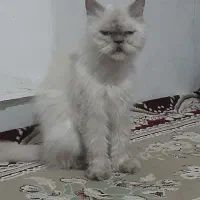 گربه خانگی|گربه|چناران, |دیوار
